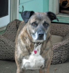 Pit bull/boxer mix, Samson, perks up his ears at the mention of a walk