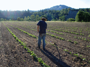 Farmer at Work in field