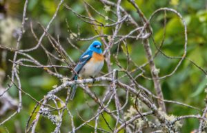 Bunting rests in a tangle of branches