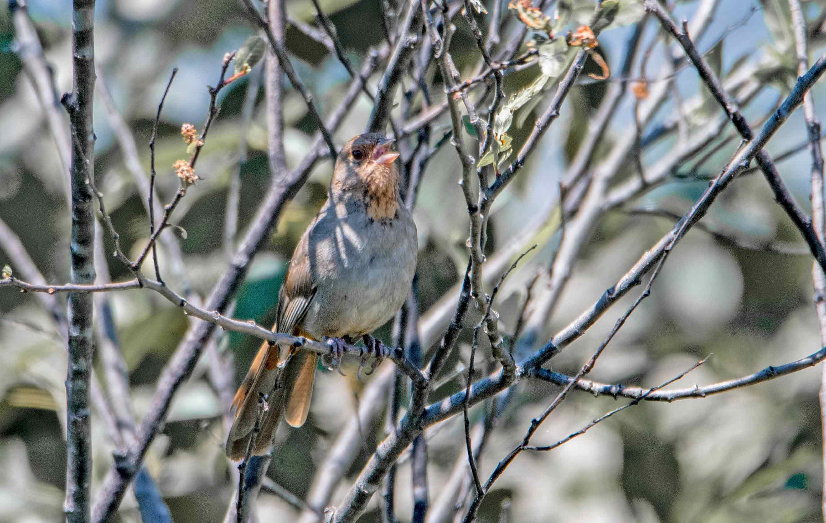 California Towhee greets the day with song