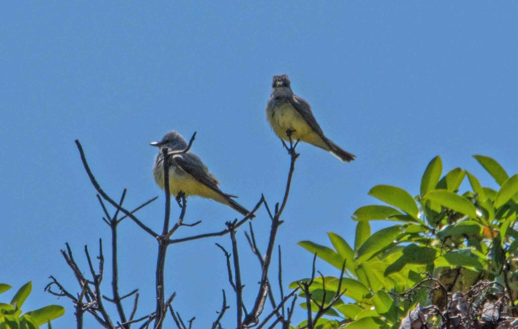 Kingbirds survey the realm