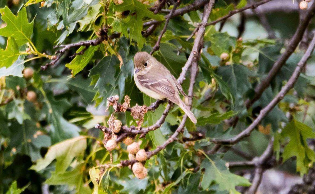 Pacific Slope Flycatcher watches closely for dinner