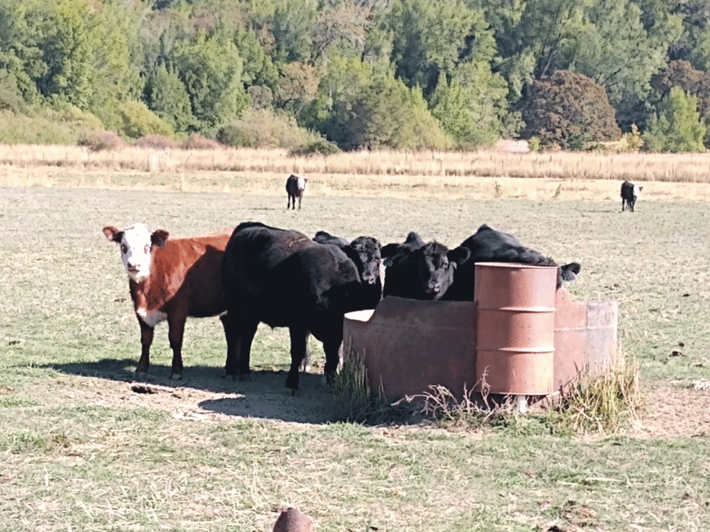 15 Creative Ways to Use Hay Bales